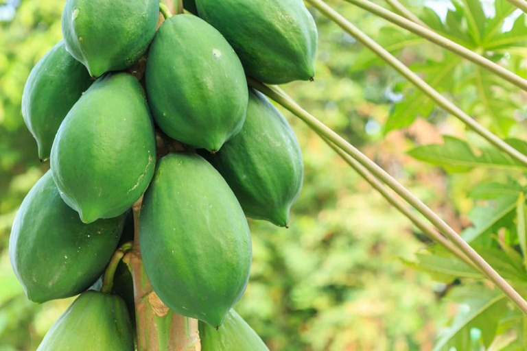 Hướng dẫn chữa thoát vị đĩa đệm bằng quả đu đủ ngay tại nhà