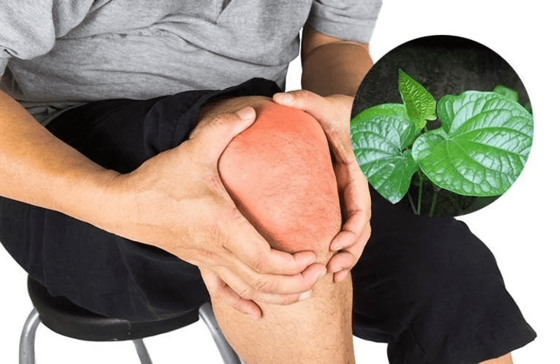 Chữa tràn dịch khớp gối bằng lá lốt: Đơn giản nhưng hiệu quả cao