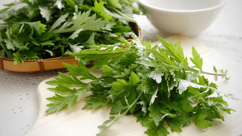 4 mẹo chữa tràn dịch khớp gối bằng ngải cứu kết hợp: Đắp, Uống và Chườm