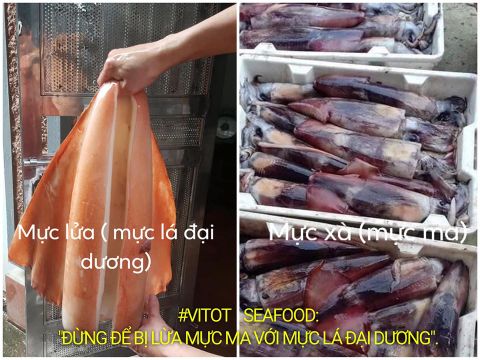 Đừng Để Bị Lừa Mực Ma Với Mực Lá Đại Dương