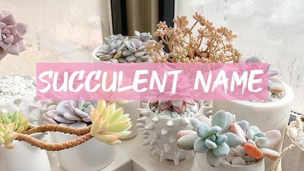 Tên gọi của các loại sen đá