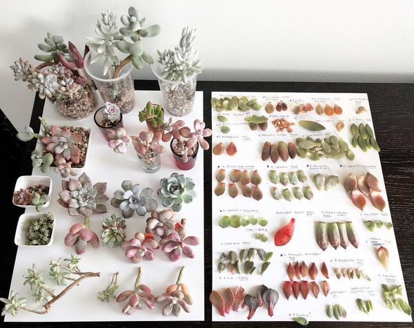 3 Phương pháp nhân giống sen đá phổ biến