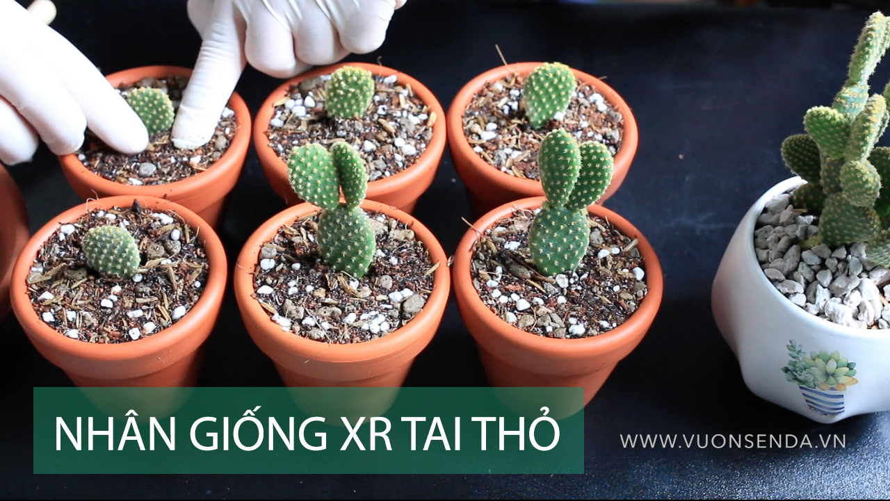 Nhân giống xương rồng tai thỏ