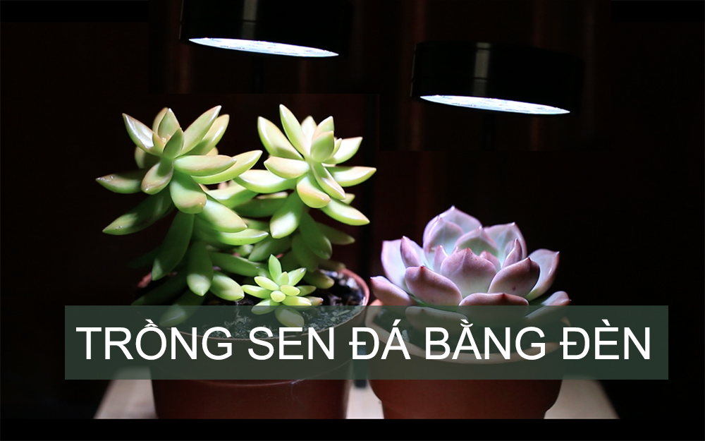 Thử nghiệm trồng sen đá bằng đèn