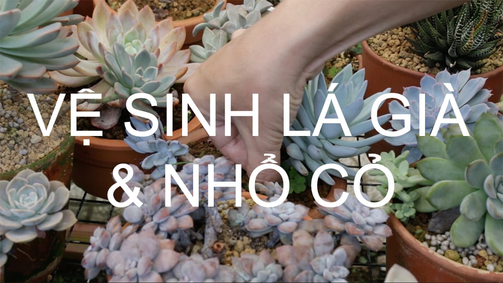 Vệ sinh lá già và nhổ cỏ cho sen đá