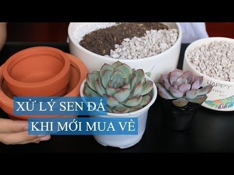 Hướng dẫn chăm sóc sen đá từ A đến Z khi vừa mua về