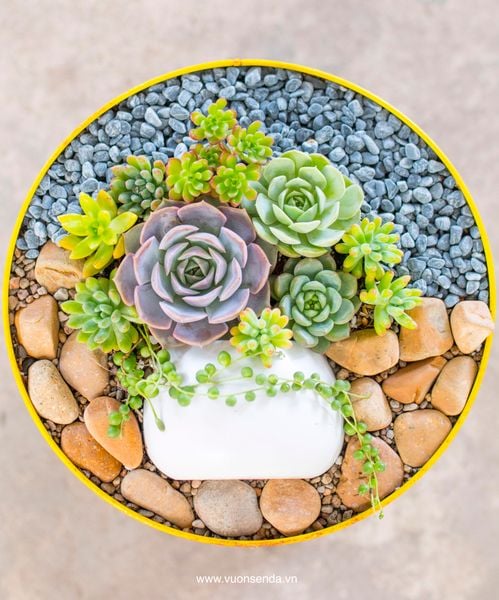 Tái chế đồ dùng cũ trong nhà thành chậu trồng sen đá