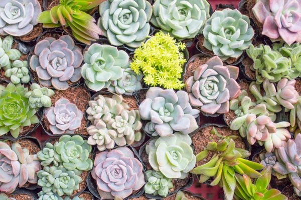 Trồng chậu sen đá siêu to khổng lồ