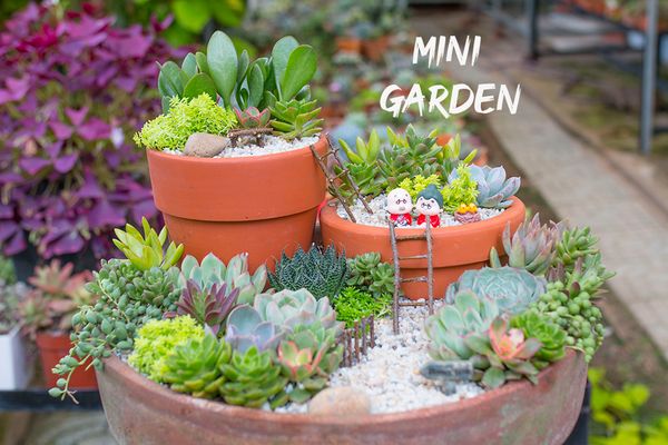 Hướng dẫn làm khu vườn mini từ sen đá