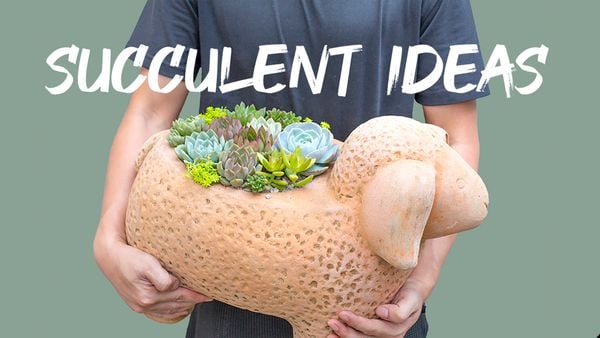 Bạn cừu béo đi lạc vào vườn sen đá và cái kết