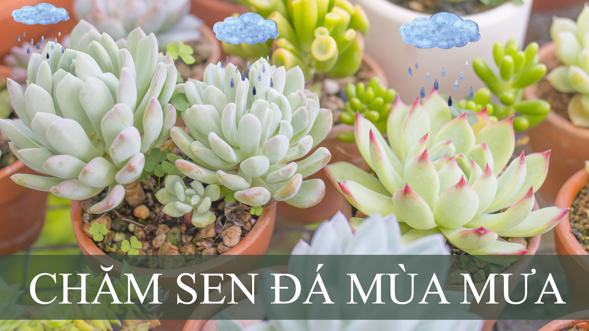 Mùa mưa chăm sóc sen đá thế nào?