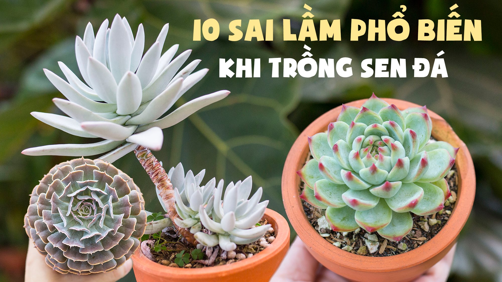 10 Sai lầm ai cũng mắc khi chăm sóc sen đá