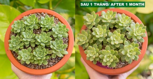 Nhật ký chăm sóc sen đá trong vòng 30 ngày