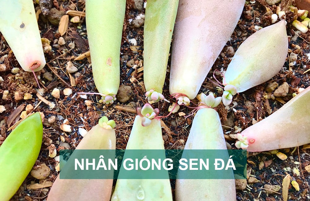 PHƯƠNG PHÁP NHÂN GIỐNG SEN ĐÁ HIỆU QUẢ NHẤT