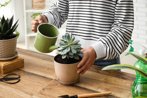 Hướng dẫn tưới nước cho sen đá: Bí quyết để cây luôn khỏe mạnh!