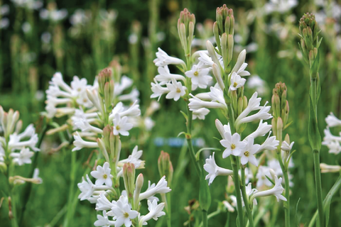 5 loại hoa trắng được yêu thích nhất