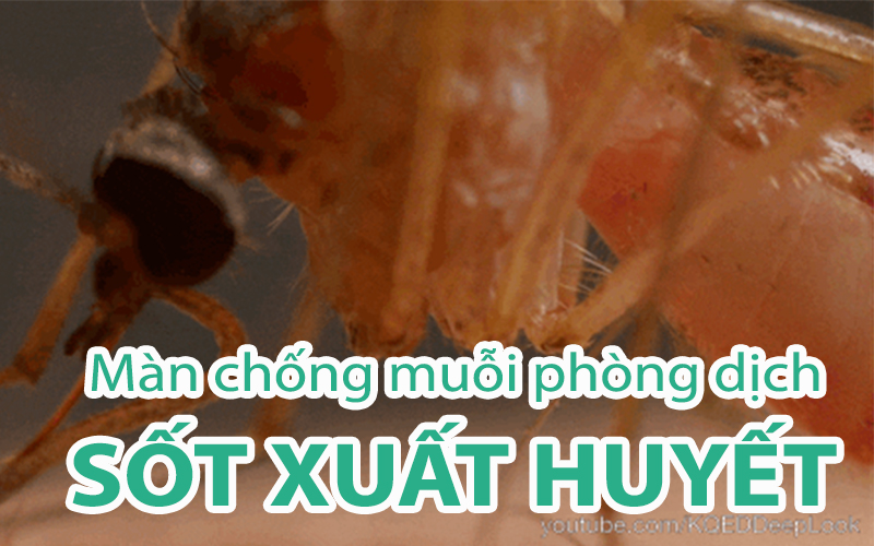 Tư vấn mua màn chống muỗi phòng dịch sốt xuất huyết