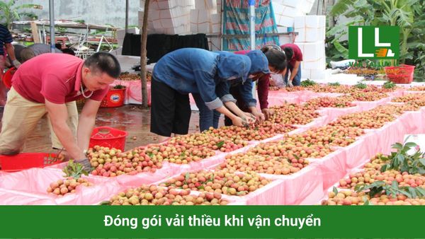 Hình ảnh bài viết