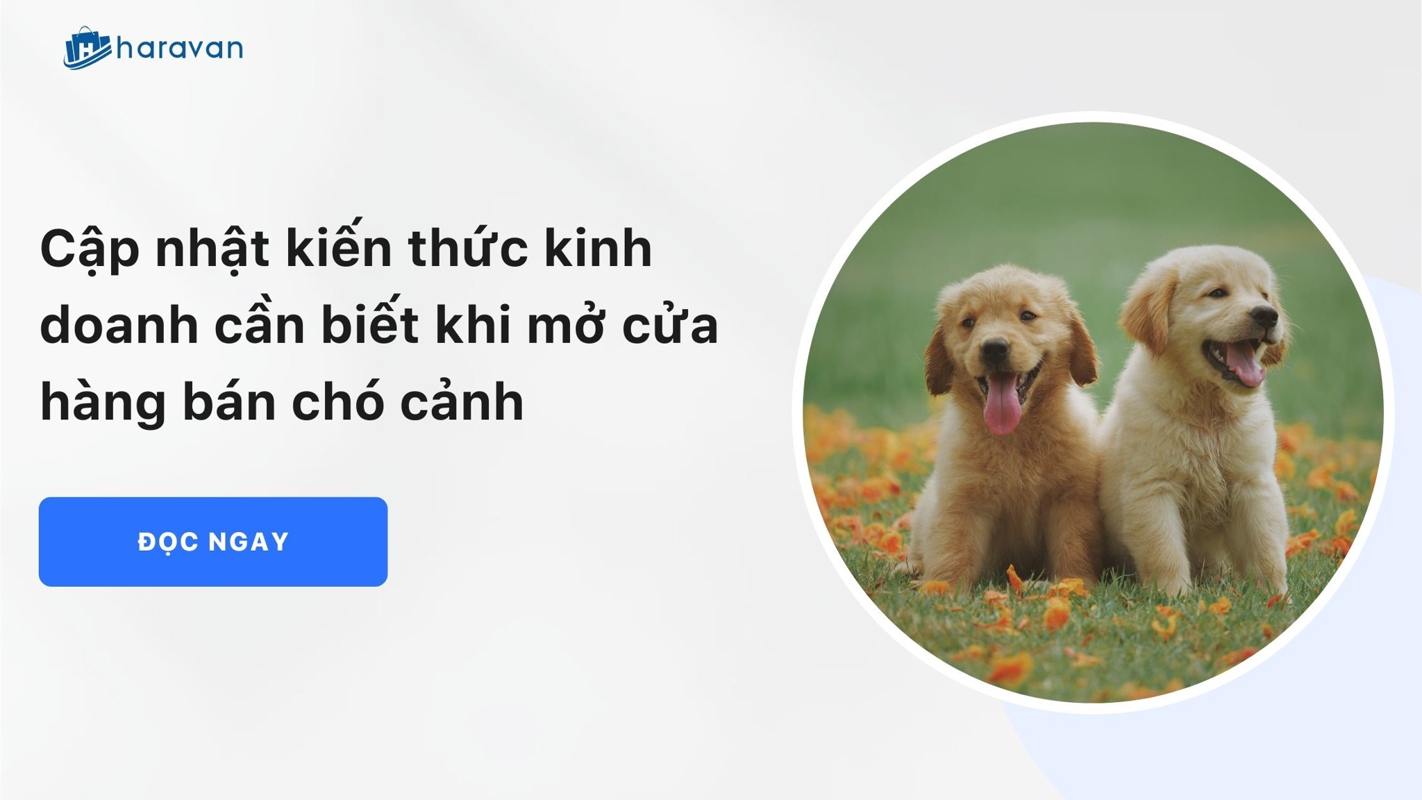 Cập nhật kiến thức kinh doanh cần biết khi mở cửa hàng bán chó cảnh