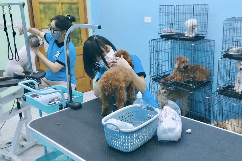 Mở một phòng dịch vụ chăm sóc thú cưng là một ý tưởng kinh doanh hấp dẫn và tiềm năng