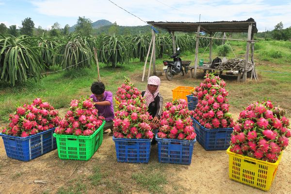 Top 9 cách làm giàu ở nông thôn vốn ít lời nhiều trong 5 năm tới