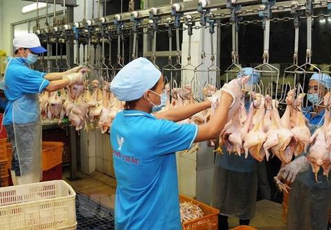 Lần đầu tiên mô hình khép kín về xuất khẩu gà chế biến có mặt tại Việt Nam