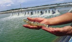 CHẾ PHẨM EM THỦY SẢN DAQUA - GIẢI PHÁP XỬ LÝ NƯỚC AO THẢ CÁ NƯỚC NGỌT