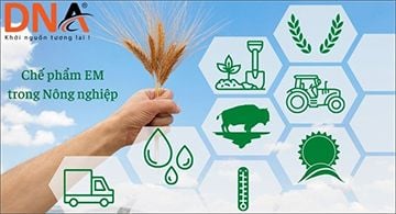 Ứng dụng chế phẩm EM trong nông nghiệp bền vững
