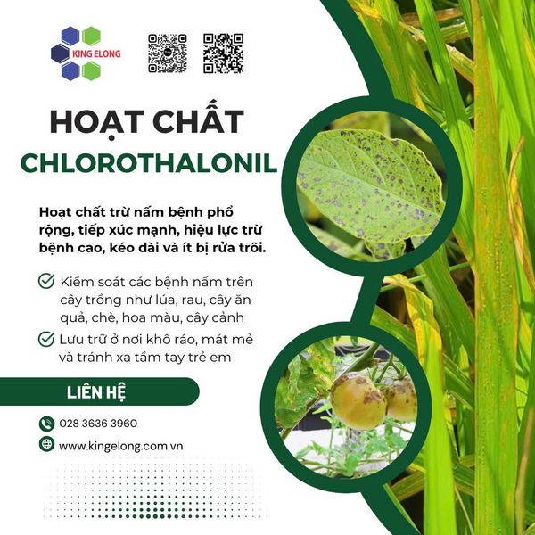 Chlorothalonil: Giải Pháp Hiệu Quả Trong Phòng Trừ Bệnh Nấm Trên Cây Trồng