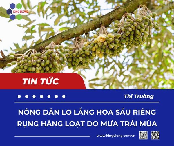 Nông Dân Đạ Huoai Lo Lắng Trước Tình Trạng Bông Sầu Riêng Rụng Hàng Loạt Do Mưa Trái Mùa