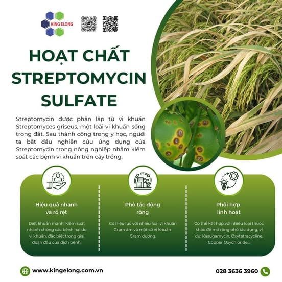 Hoạt Chất Streptomycin Sulfate