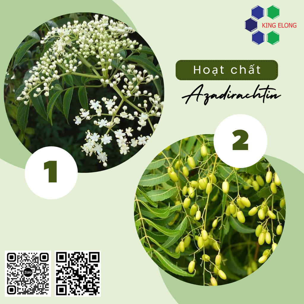 Hoạt chất Azadirachtin