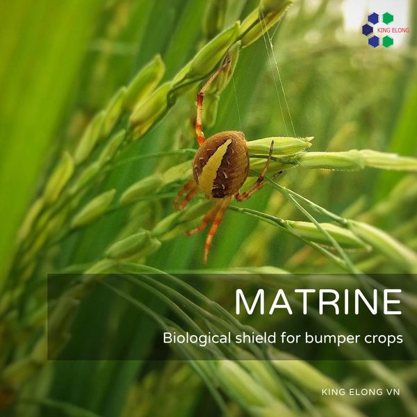 Matrine - Biological shield for bumper crops