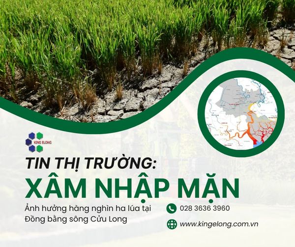 Xâm nhập mặn ảnh hưởng hàng nghìn ha lúa tại Đồng bằng sông Cửu Long