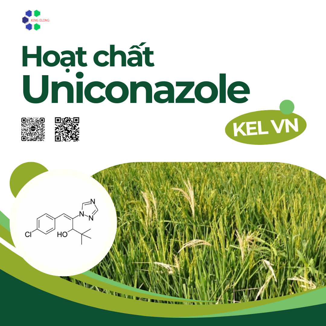 Hoạt chất Uniconazole – Kingelong Việt Nam