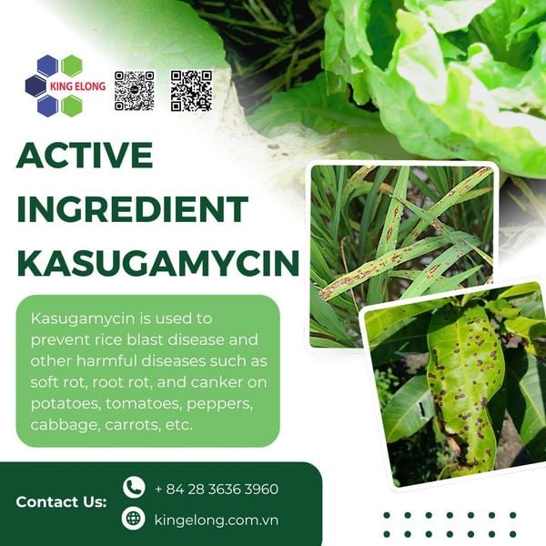 The active ingredient Kasugamycin