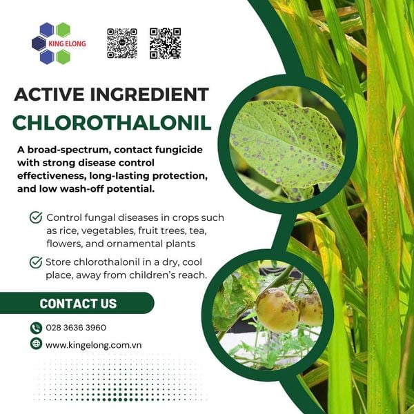 Chlorothalonil: An Effective Solution In The Control Of Fungal Diseases On Plant