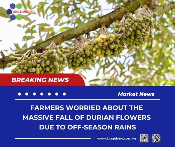 Da Huoai Farmers Worried About The Massive Fall Of Durian Flowers Due To Off-Season Rains