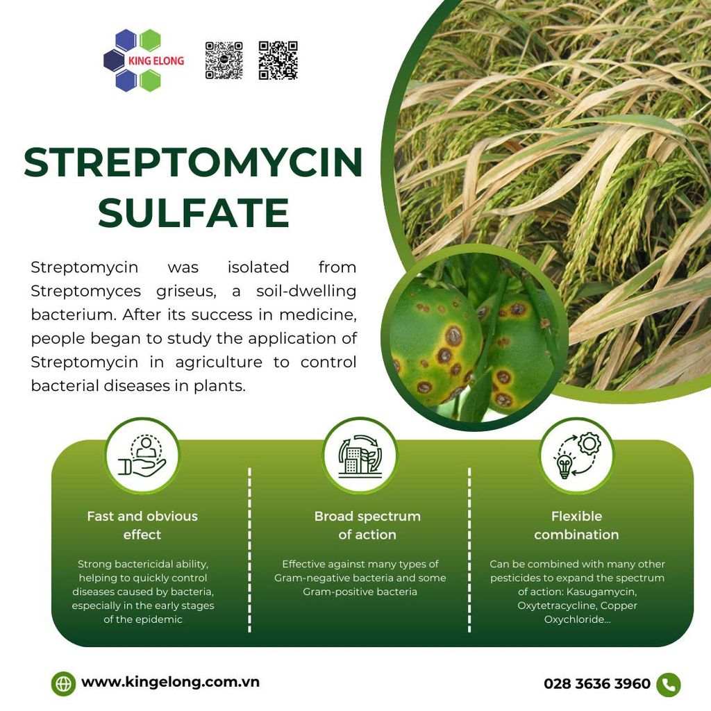 The Active Ingredient Streptomycin Sulfate