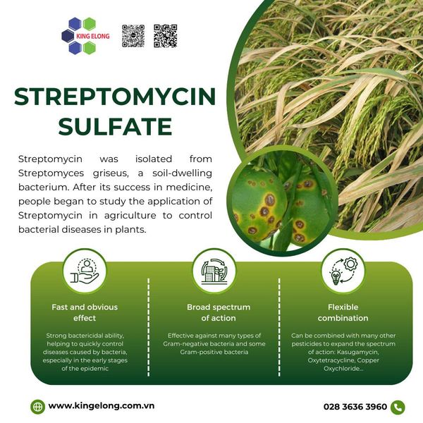 The Active Ingredient Streptomycin Sulfate