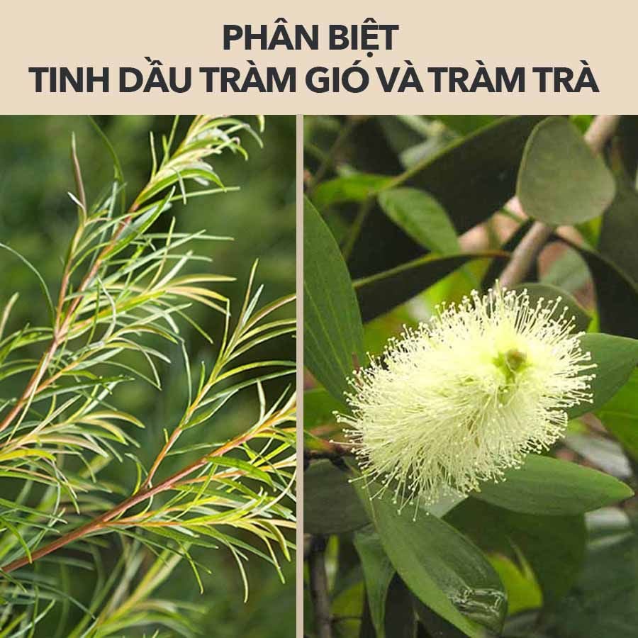 HƯƠNG MÙA MƯA VỀ - TINH DẦU TRÀM, TINH DẦU ĐUỔI MUỖI AGIMOS... 4 PHÂN BIỆT TINH DẦU TRÀM GIÓ VÀ TINH DẦU TRÀM TRÀ – Hoa Thơm Cỏ Lạ