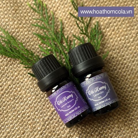 Cách phân biệt các dòng tinh dầu Oải Hương - Lavender