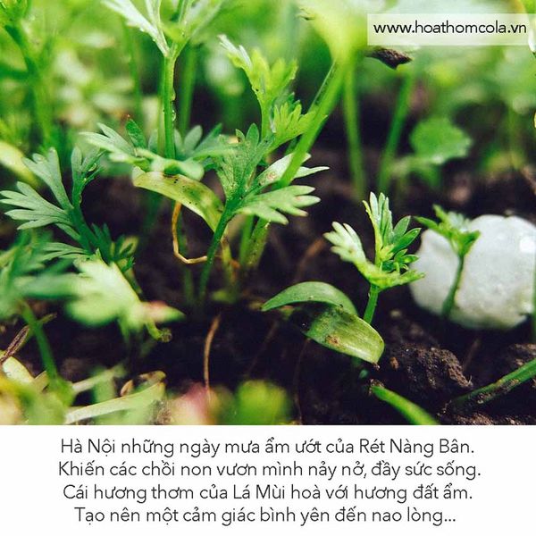 Tinh Dầu Mùi Già (Lá Mùi) - Coriander Essential Oil