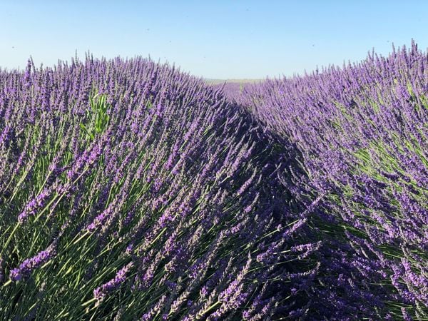 đồi hoa oải hương tại Pháp