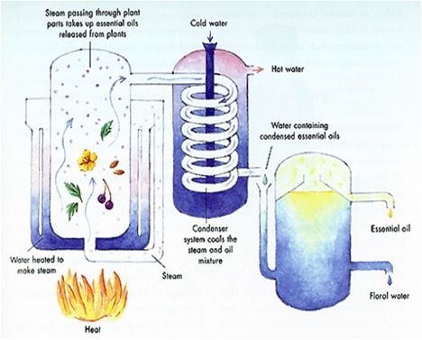 Tinh dầu là gì Tổng hợp các loại và công dụng của tinh dầu