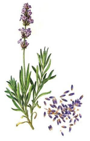 hoa oải hương True Lavender 