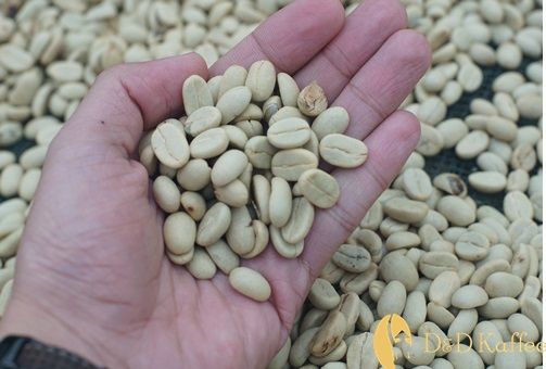 Độ ẩm tiêu chuẩn và cách bảo quản cà phê nhân