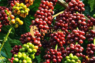 Trải nghiệm trọn vẹn mùa thu hoạch cà phê ở nông trại D&D Kaffee