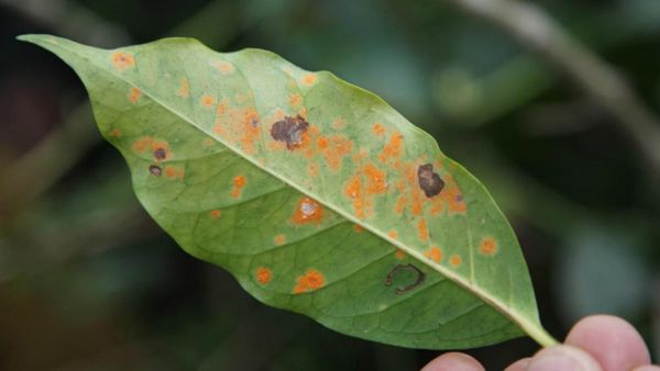 Bệnh Gỉ Sắt Trên Cây Cà Phê
