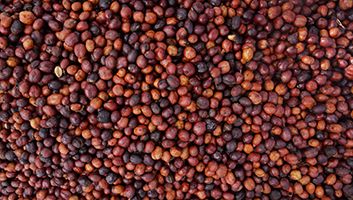 Tính Acid Trong Hạt Cà Phê Là Gì?